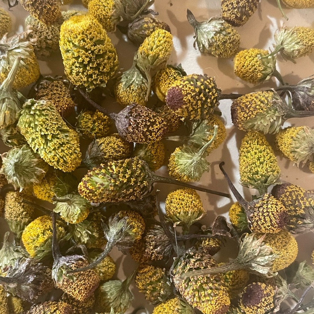 Dried Toothache Plant